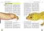 Preview: Der Leopardgecko
